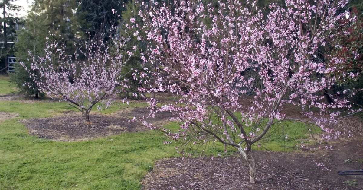 New edition of UC ANR’s ‘The Home Orchard’ offers advice on growing tree fruit, nuts