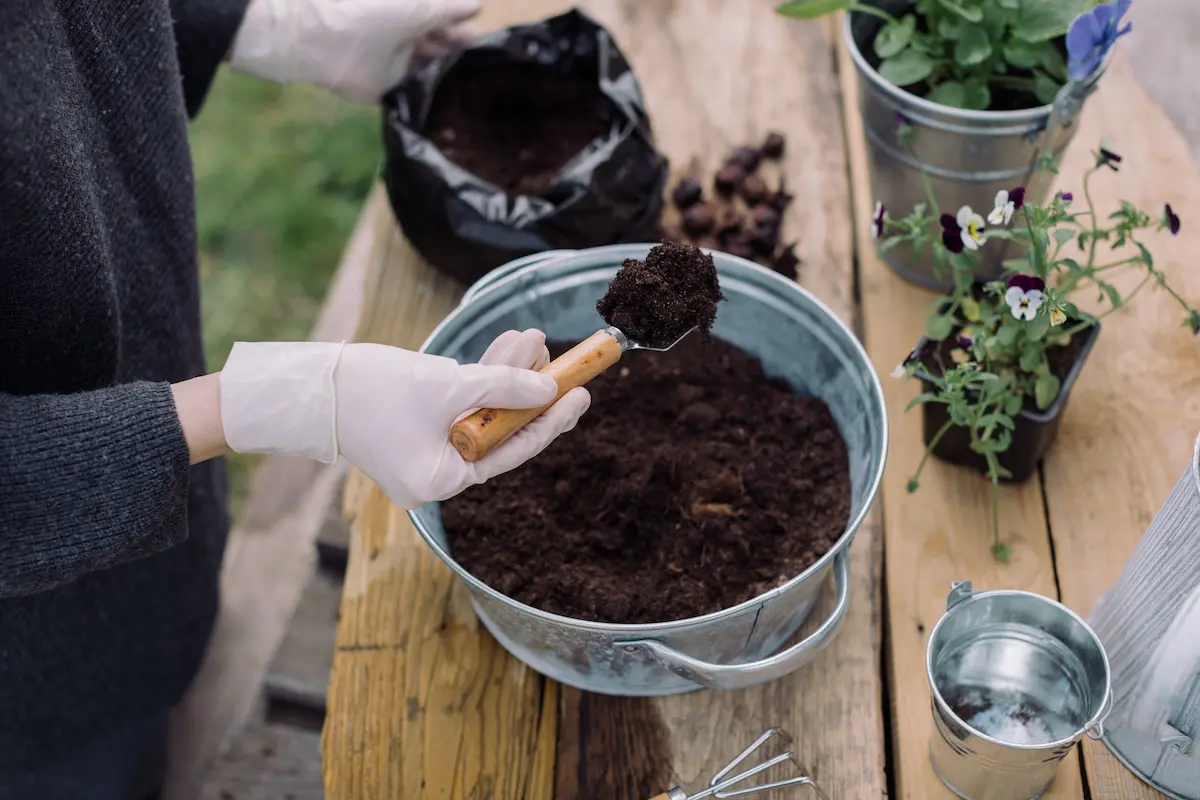 Reusing Old Potting Mix in Containers: Safe, Natural Soil Refresh Methods for Balcony and Terrace Gardens in India