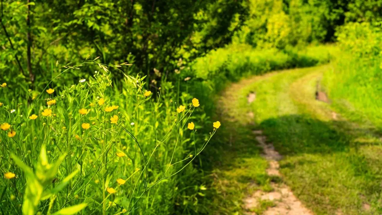 Forest Farming: Why it Might Make Sense for Your Land