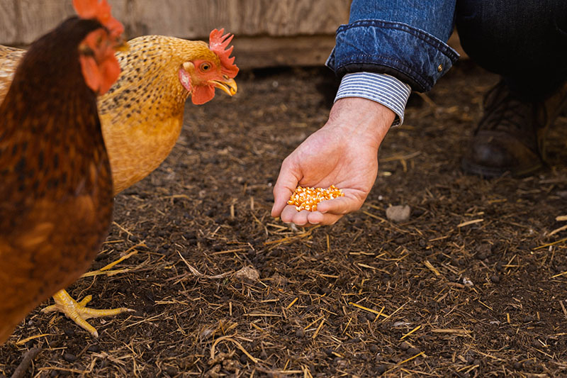 NutraMaize receives three-year, $460,455 USDA NIFA research grant to address heat stress in laying hens