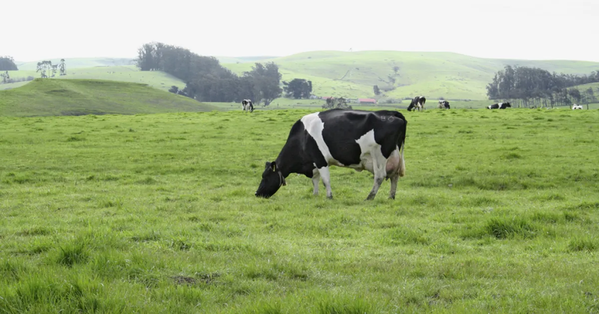 Webinar on Jan. 15: How can risk models keep dairy cows healthy?