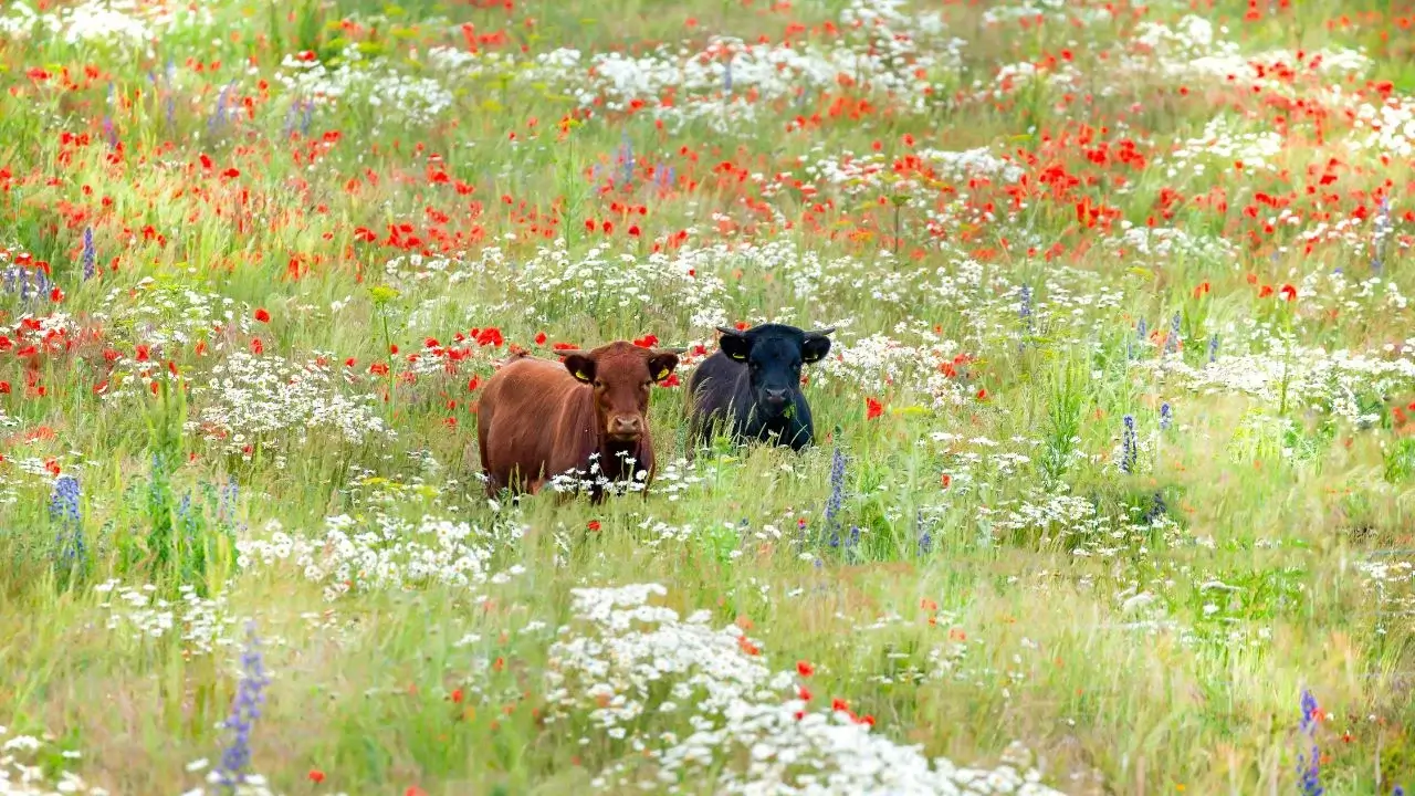 5 Agri-Environmental Strategies that Prevent Species Loss