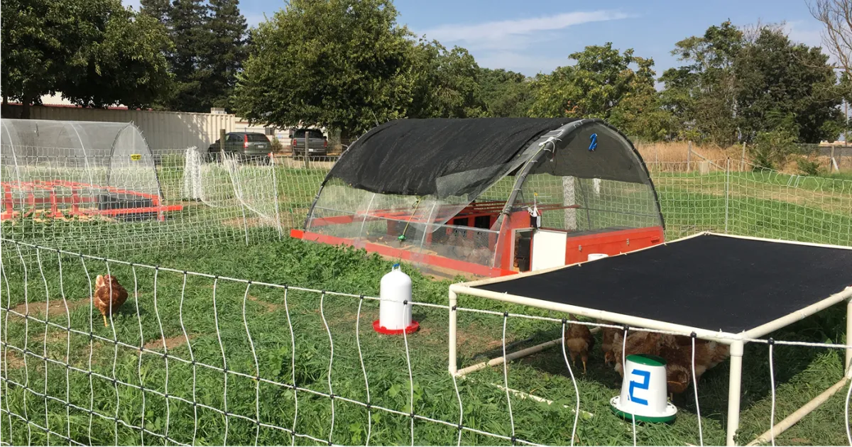 Backyard poultry at risk for bird flu as virus lingers in environment