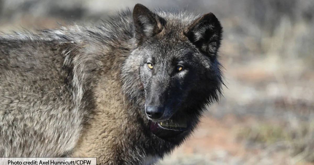 Livestock losses and wolf deterrence efforts cost Californians millions
