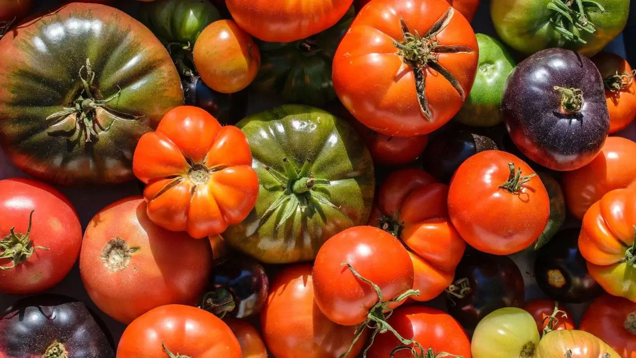 11 Best Heirloom Tomatoes to Grow on the Farm