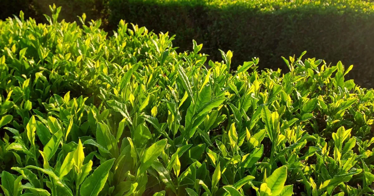 Could tea be California’s next cash crop? Take a taste March 19