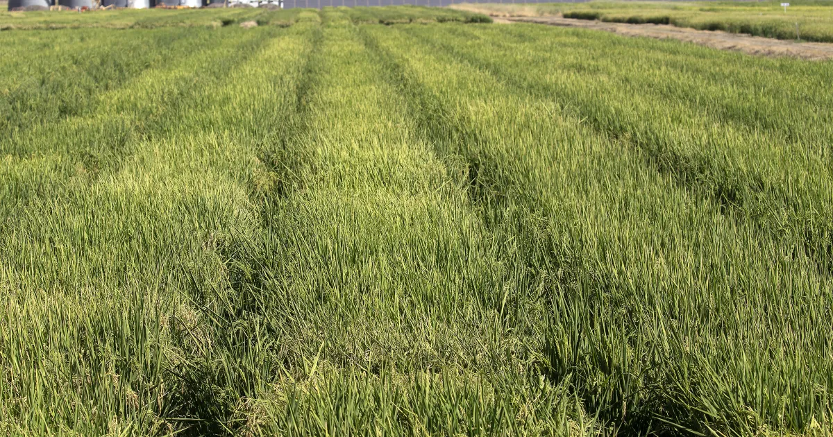 UCCE hosts rice production workshop March 18-19