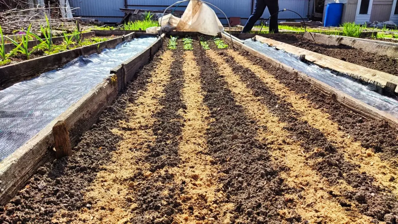 What to Plant in March: The Best Early Spring Crops